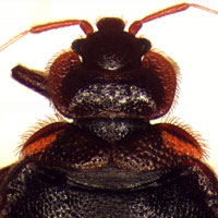 Close-up fly head