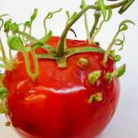 Sprouting tomato
